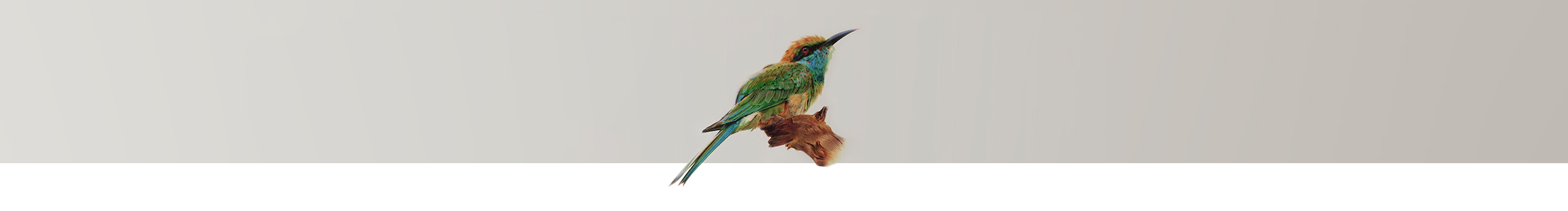 王敬夫JF的个人主页（封面预览） - 主页封面设置 - 站酷设计师王敬夫JF原创素材 - 站酷ZCOOL