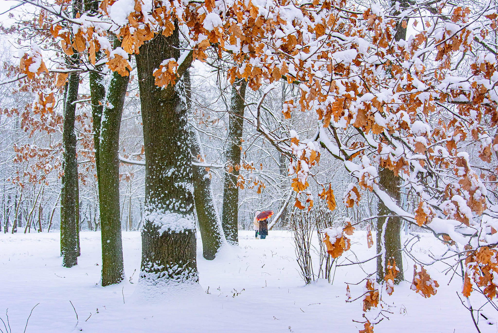 酸菜牛肉湯的個人主頁（封面預(yù)覽） - 主頁封面設(shè)置 - 站酷設(shè)計師酸菜牛肉湯原創(chuàng)素材 - 站酷ZCOOL