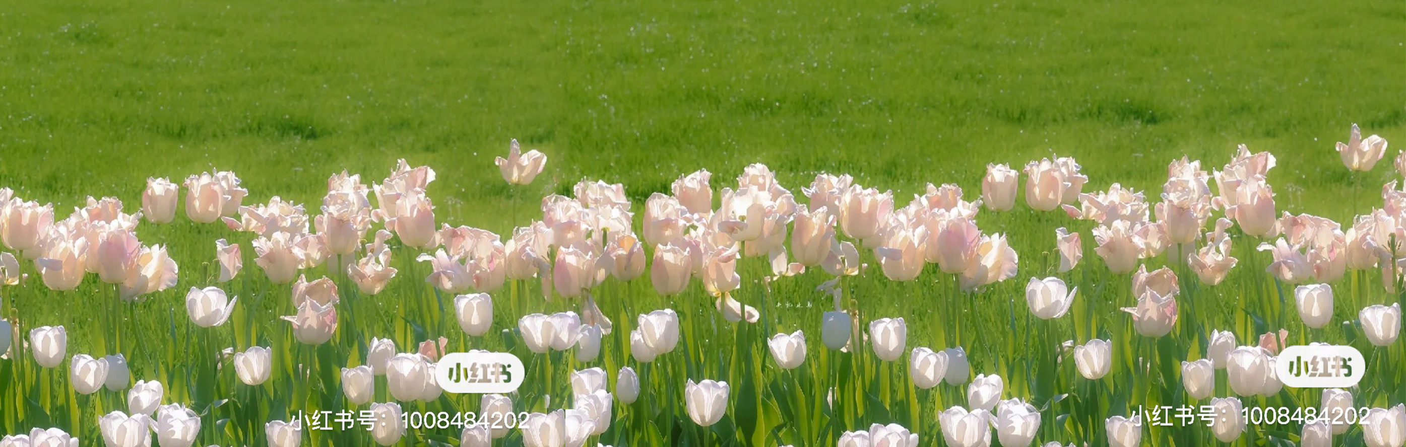 白龍馬效果圖敏敏的個(gè)人主頁(yè)（封面預(yù)覽） - 主頁(yè)封面設(shè)置 - 站酷設(shè)計(jì)師白龍馬效果圖敏敏原創(chuàng)素材 - 站酷ZCOOL