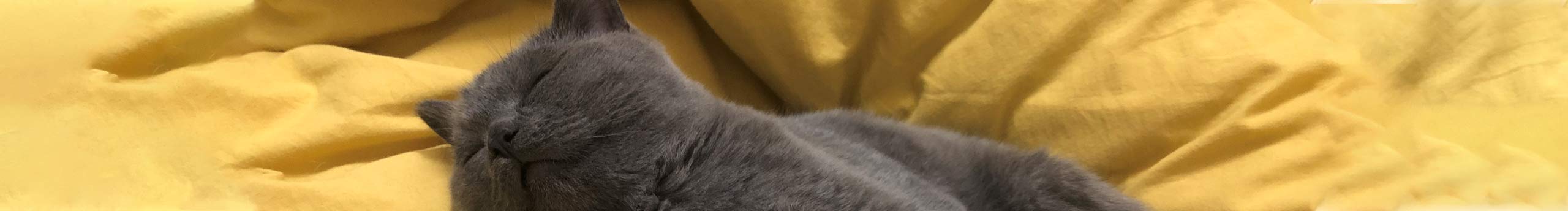 小飞子的个人主页（封面预览） - 主页封面设置 - 站酷设计师小飞子原创素材 - 站酷ZCOOL