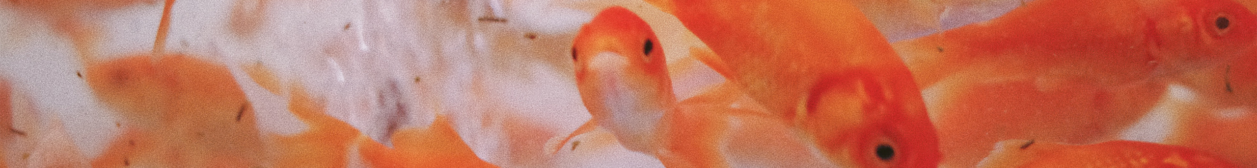 三猫仙人的个人主页（封面预览） - 主页封面设置 - 站酷设计师三猫仙人原创素材 - 站酷ZCOOL