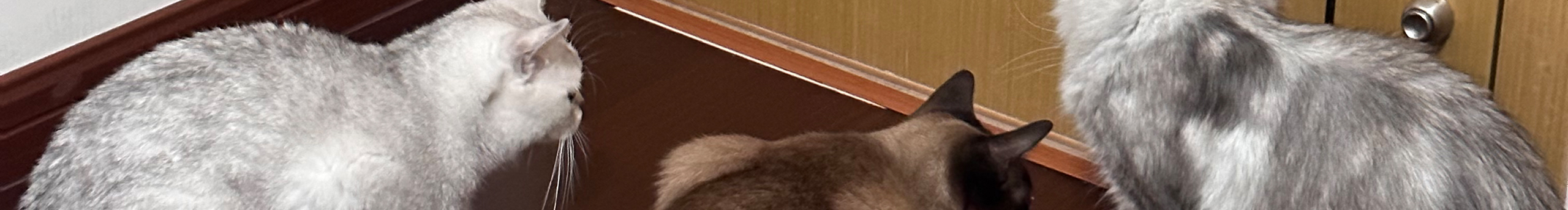 PIPITTTUNN的个人主页（封面预览） - 主页封面设置 - 站酷设计师PIPITTTUNN原创素材 - 站酷ZCOOL