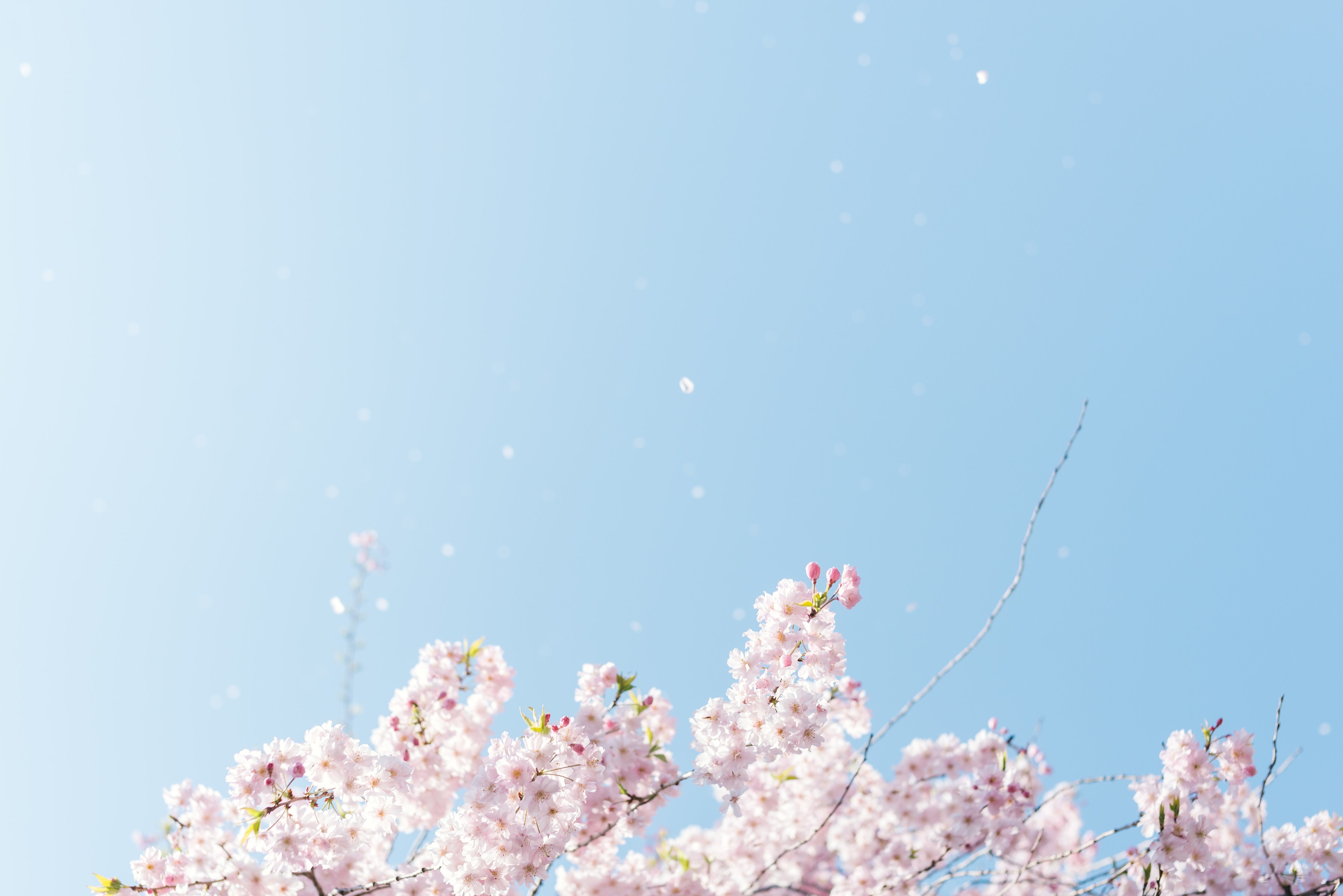 智琴16的個(gè)人主頁（封面預(yù)覽） - 主頁封面設(shè)置 - 站酷設(shè)計(jì)師智琴16原創(chuàng)素材 - 站酷ZCOOL