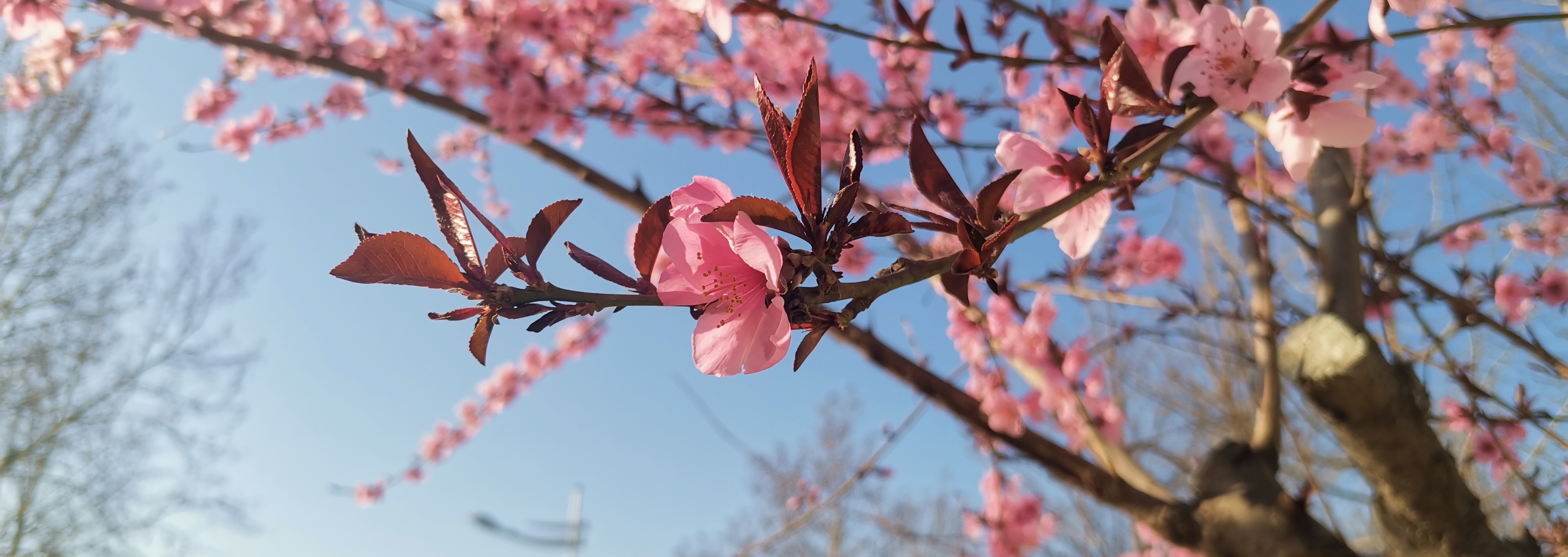 蔥白水袖的個人主頁（封面預覽） - 主頁封面設(shè)置 - 站酷設(shè)計師蔥白水袖原創(chuàng)素材 - 站酷ZCOOL