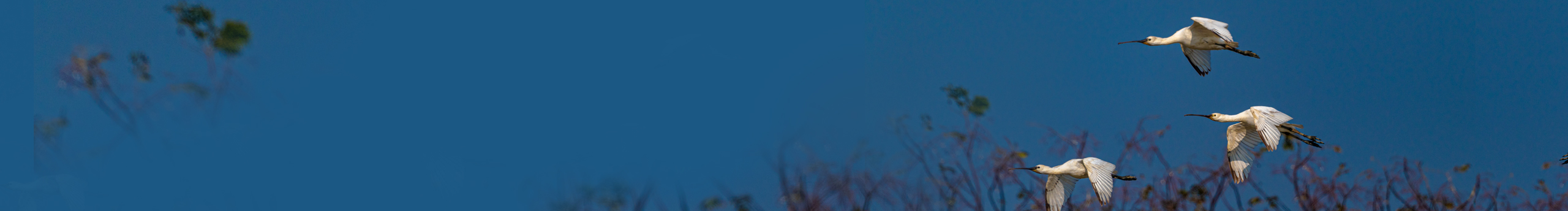 老合鳥子的個人主頁（封面預覽） - 主頁封面設置 - 站酷設計師老合鳥子原創(chuàng)素材 - 站酷ZCOOL