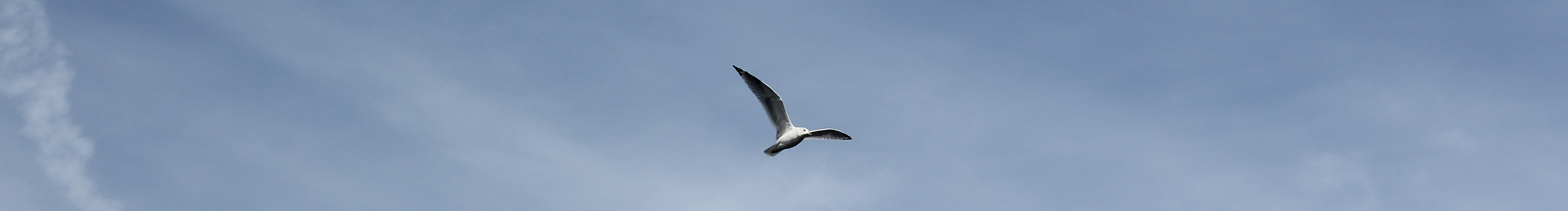 橙王_Orange的个人主页（封面预览） - 主页封面设置 - 站酷设计师橙王_Orange原创素材 - 站酷ZCOOL