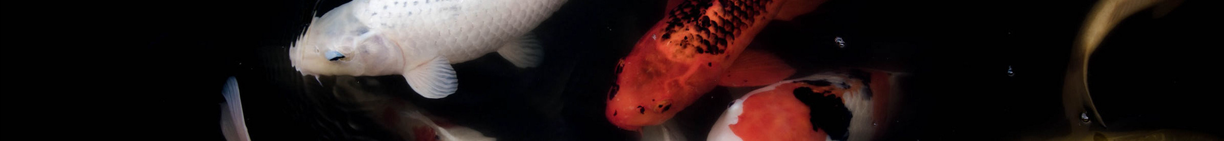 zyqweuqwdjadq的个人主页（封面预览） - 主页封面设置 - 站酷设计师zyqweuqwdjadq原创素材 - 站酷ZCOOL