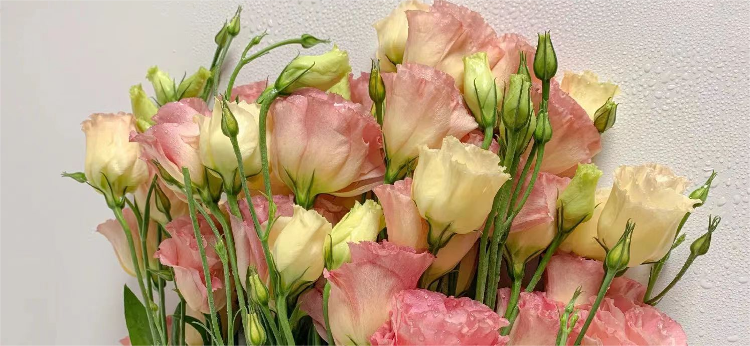 wcl羊駝駝的個(gè)人主頁(yè)（封面預(yù)覽） - 主頁(yè)封面設(shè)置 - 站酷設(shè)計(jì)師wcl羊駝駝原創(chuàng)素材 - 站酷ZCOOL