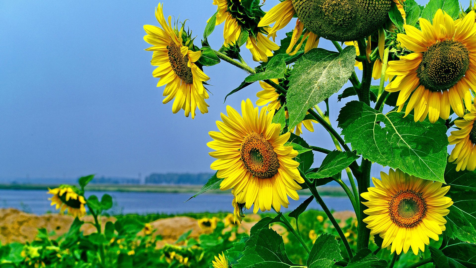 恶魔ID的个人主页（封面预览） - 主页封面设置 - 站酷设计师恶魔ID原创素材 - 站酷ZCOOL