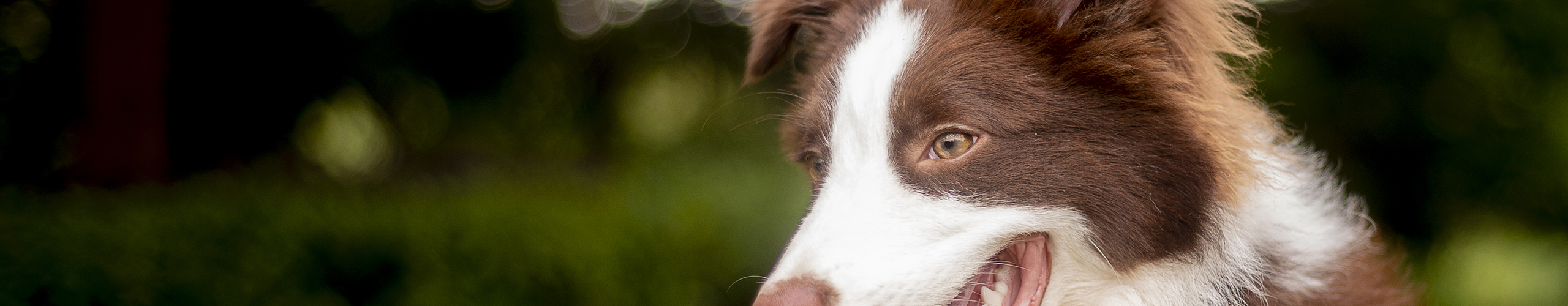 盛夏的風(fēng)f的個(gè)人主頁（封面預(yù)覽） - 主頁封面設(shè)置 - 站酷設(shè)計(jì)師盛夏的風(fēng)f原創(chuàng)素材 - 站酷ZCOOL