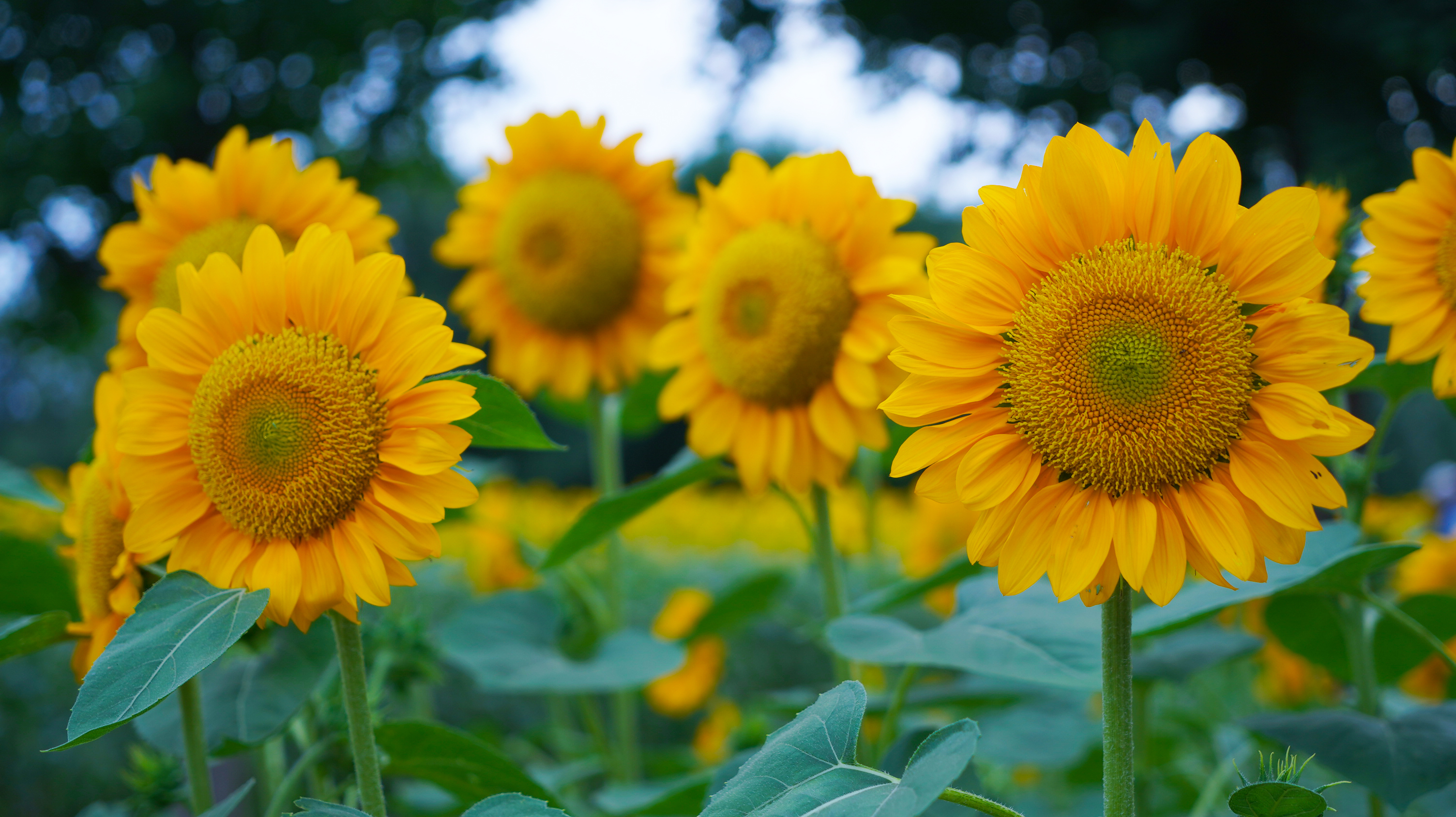 雪狐公子的个人主页（封面预览） - 主页封面设置 - 站酷设计师雪狐公子原创素材 - 站酷ZCOOL