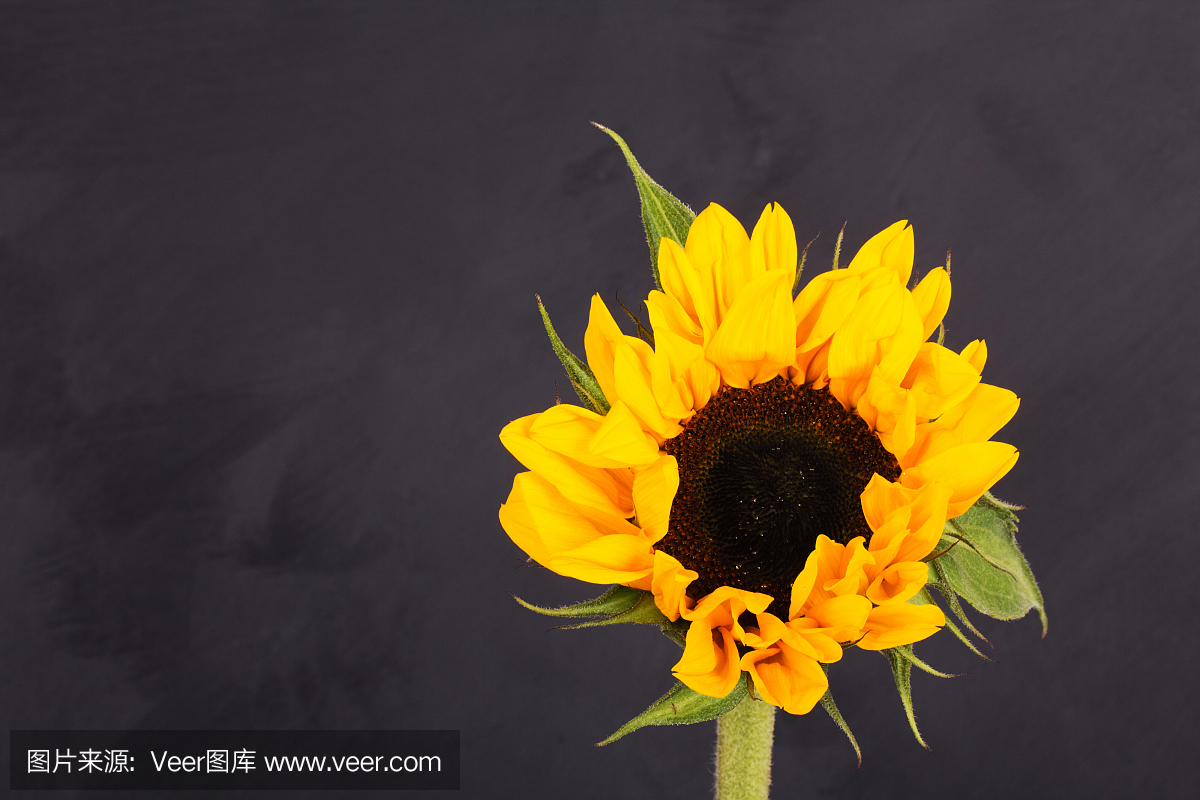 大小王喽的个人主页（封面预览） - 主页封面设置 - 站酷设计师大小王喽原创素材 - 站酷ZCOOL