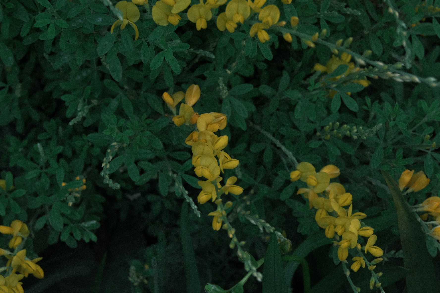 御覌圆团子的个人主页（封面预览） - 主页封面设置 - 站酷设计师御覌圆团子原创素材 - 站酷ZCOOL