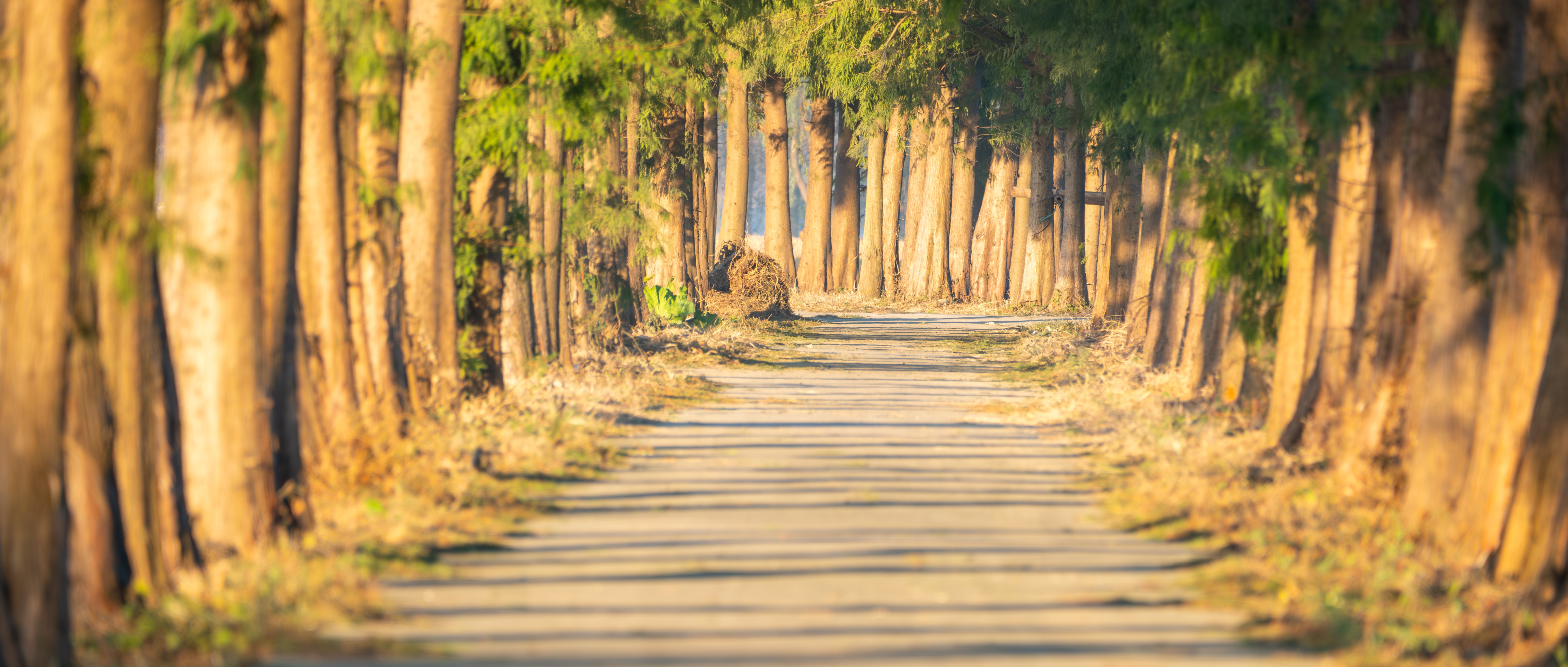 沈忘言的个人主页（封面预览） - 主页封面设置 - 站酷设计师沈忘言原创素材 - 站酷ZCOOL