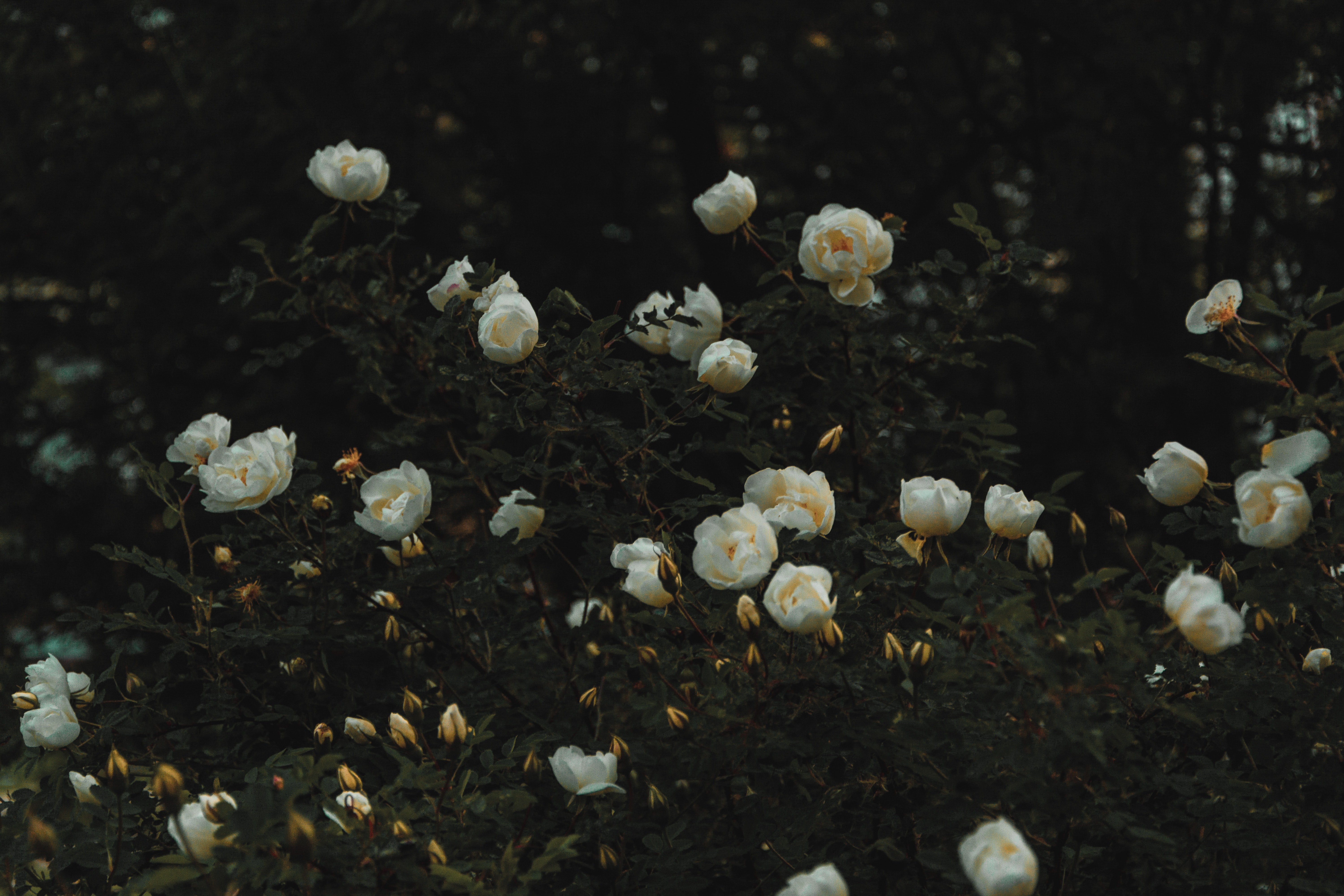 山光暮的個人主頁（封面預(yù)覽） - 主頁封面設(shè)置 - 站酷設(shè)計師山光暮原創(chuàng)素材 - 站酷ZCOOL