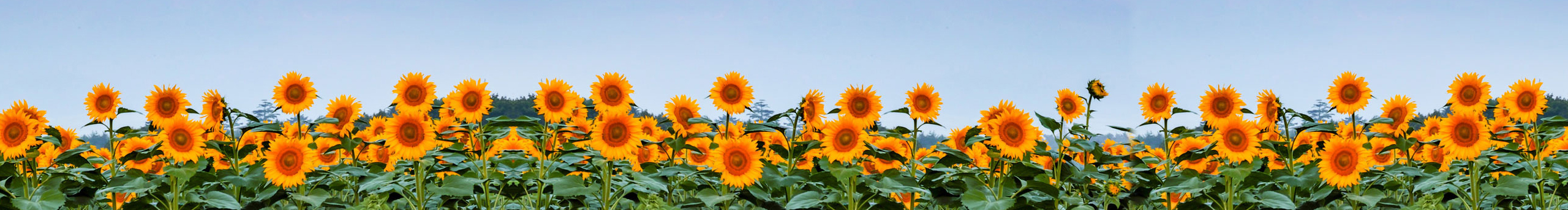 愛曬太陽(yáng)的喵的個(gè)人主頁(yè)（封面預(yù)覽） - 主頁(yè)封面設(shè)置 - 站酷設(shè)計(jì)師愛曬太陽(yáng)的喵原創(chuàng)素材 - 站酷ZCOOL