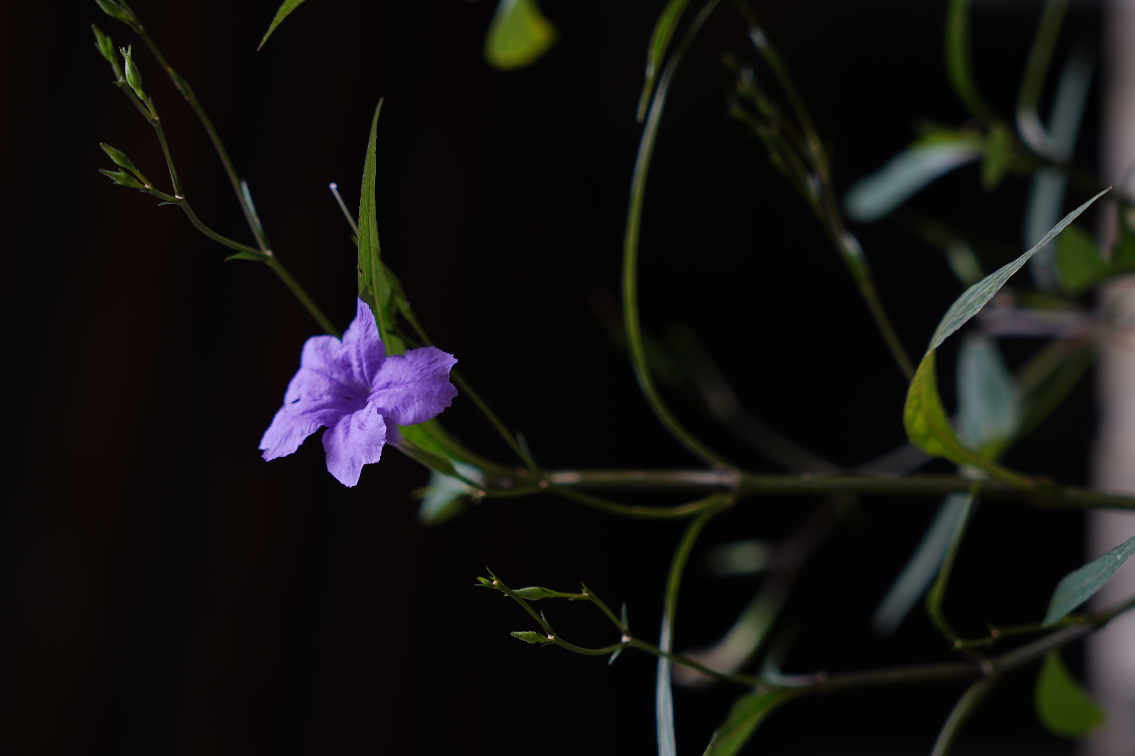远山摄的个人主页（封面预览） - 主页封面设置 - 站酷设计师远山摄原创素材 - 站酷ZCOOL
