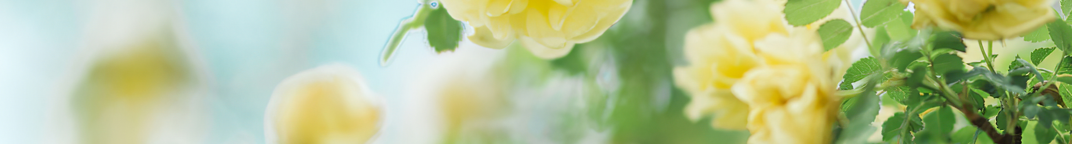 吊着一口仙气的个人主页（封面预览） - 主页封面设置 - 站酷设计师吊着一口仙气原创素材 - 站酷ZCOOL