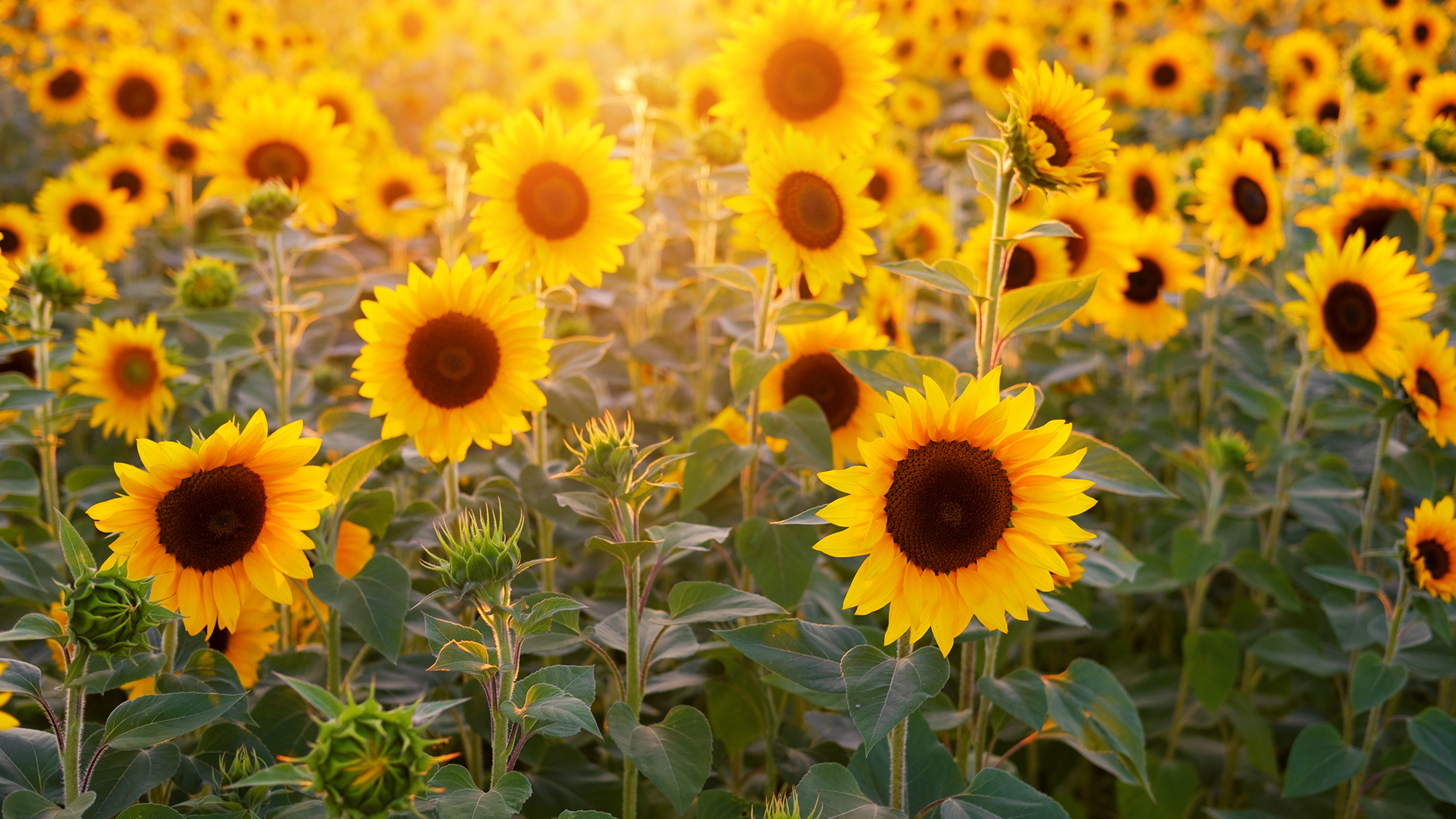 自在艾羅9Y4的個(gè)人主頁（封面預(yù)覽） - 主頁封面設(shè)置 - 站酷設(shè)計(jì)師自在艾羅9Y4原創(chuàng)素材 - 站酷ZCOOL