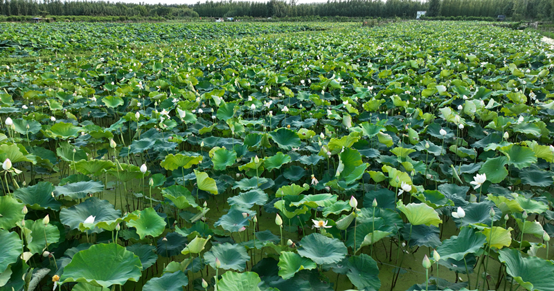 Lovedones_f的个人主页（封面预览） - 主页封面设置 - 站酷设计师Lovedones_f原创素材 - 站酷ZCOOL