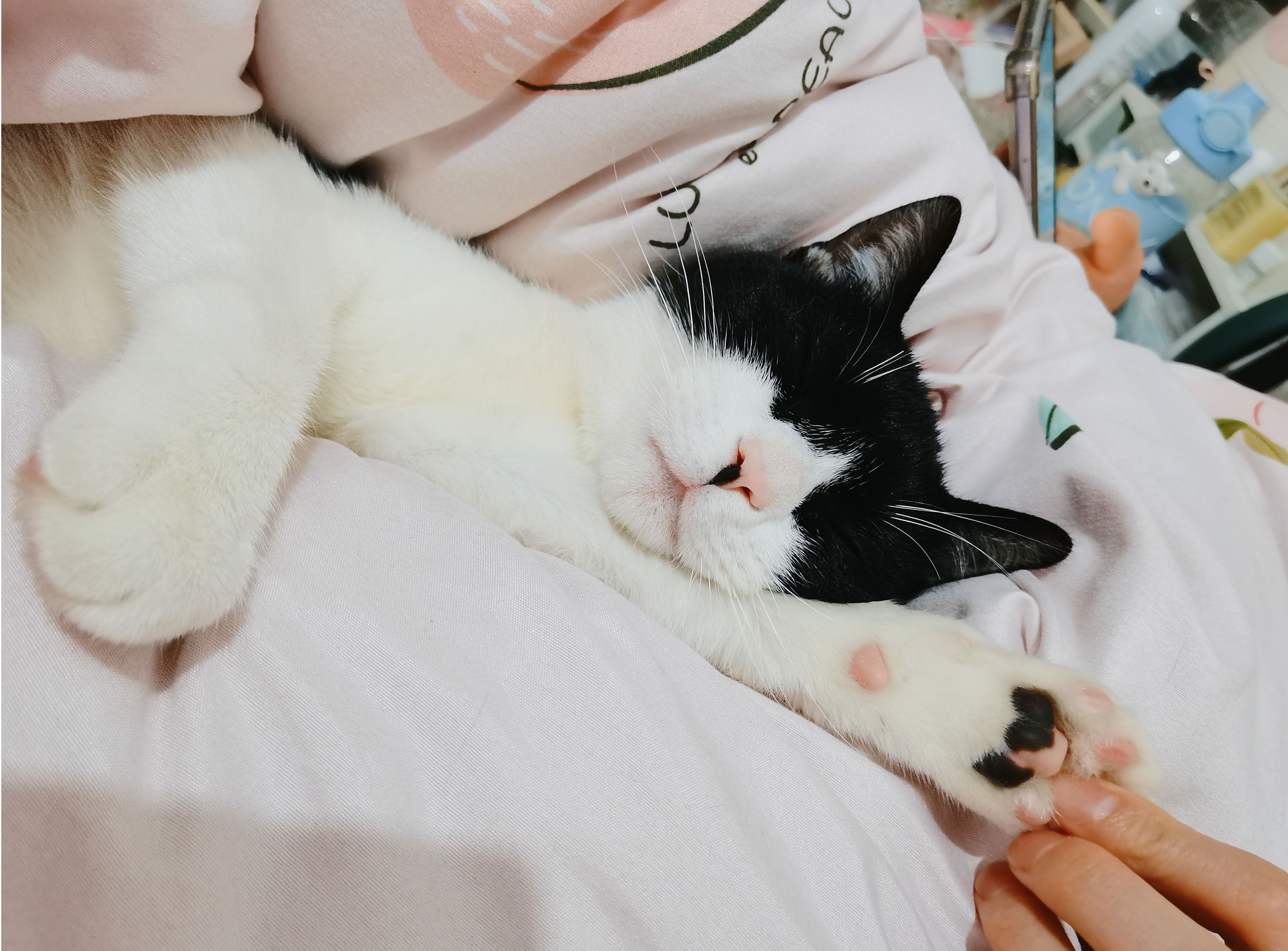 天才小短貓的個(gè)人主頁（封面預(yù)覽） - 主頁封面設(shè)置 - 站酷設(shè)計(jì)師天才小短貓?jiān)瓌?chuàng)素材 - 站酷ZCOOL