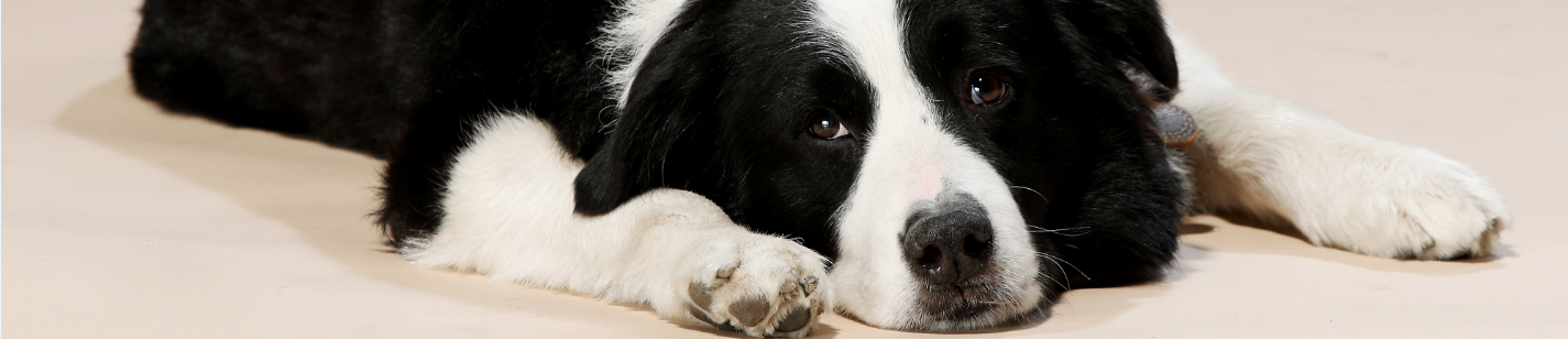 黄期成Victor的个人主页（封面预览） - 主页封面设置 - 站酷设计师黄期成Victor原创素材 - 站酷ZCOOL