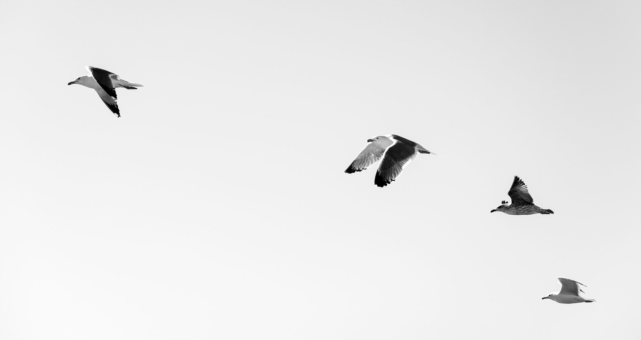 ELAM_Z的個人主頁（背景預(yù)覽） - 主頁背景設(shè)置 - 站酷設(shè)計師ELAM_Z原創(chuàng)素材 - 站酷ZCOOL