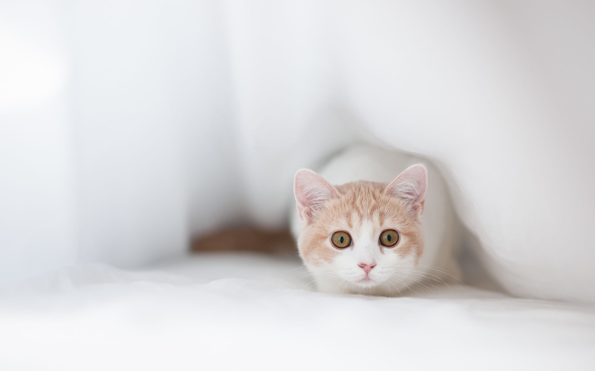 酷宝9063的个人主页（背景预览） - 主页背景设置 - 站酷设计师酷宝9063原创素材 - 站酷ZCOOL