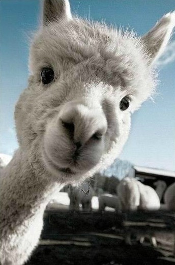 SIMONWSW的个人主页（背景预览） - 主页背景设置 - 站酷设计师SIMONWSW原创素材 - 站酷ZCOOL