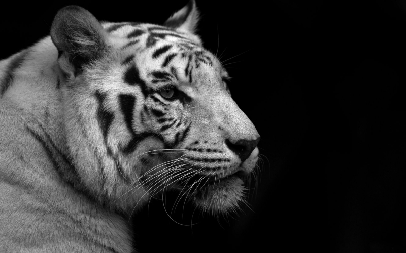 v涅槃v的个人主页（背景预览） - 主页背景设置 - 站酷设计师v涅槃v原创素材 - 站酷ZCOOL