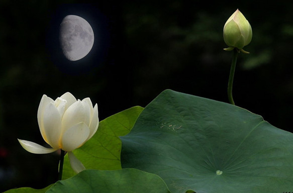 Alina藝姈的個人主頁（背景預覽） - 主頁背景設置 - 站酷設計師Alina藝姈原創(chuàng)素材 - 站酷ZCOOL