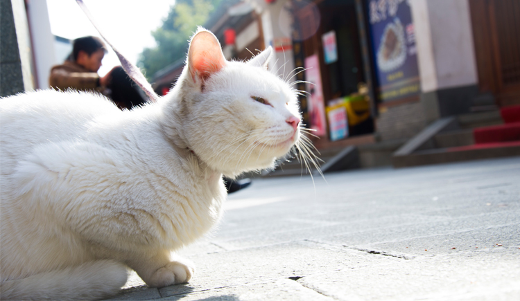 地瓜童鞋的个人主页（背景预览） - 主页背景设置 - 站酷设计师地瓜童鞋原创素材 - 站酷ZCOOL