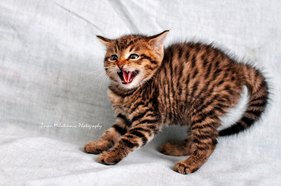 如詩(shī)的個(gè)人主頁(yè)（背景預(yù)覽） - 主頁(yè)背景設(shè)置 - 站酷設(shè)計(jì)師如詩(shī)原創(chuàng)素材 - 站酷ZCOOL