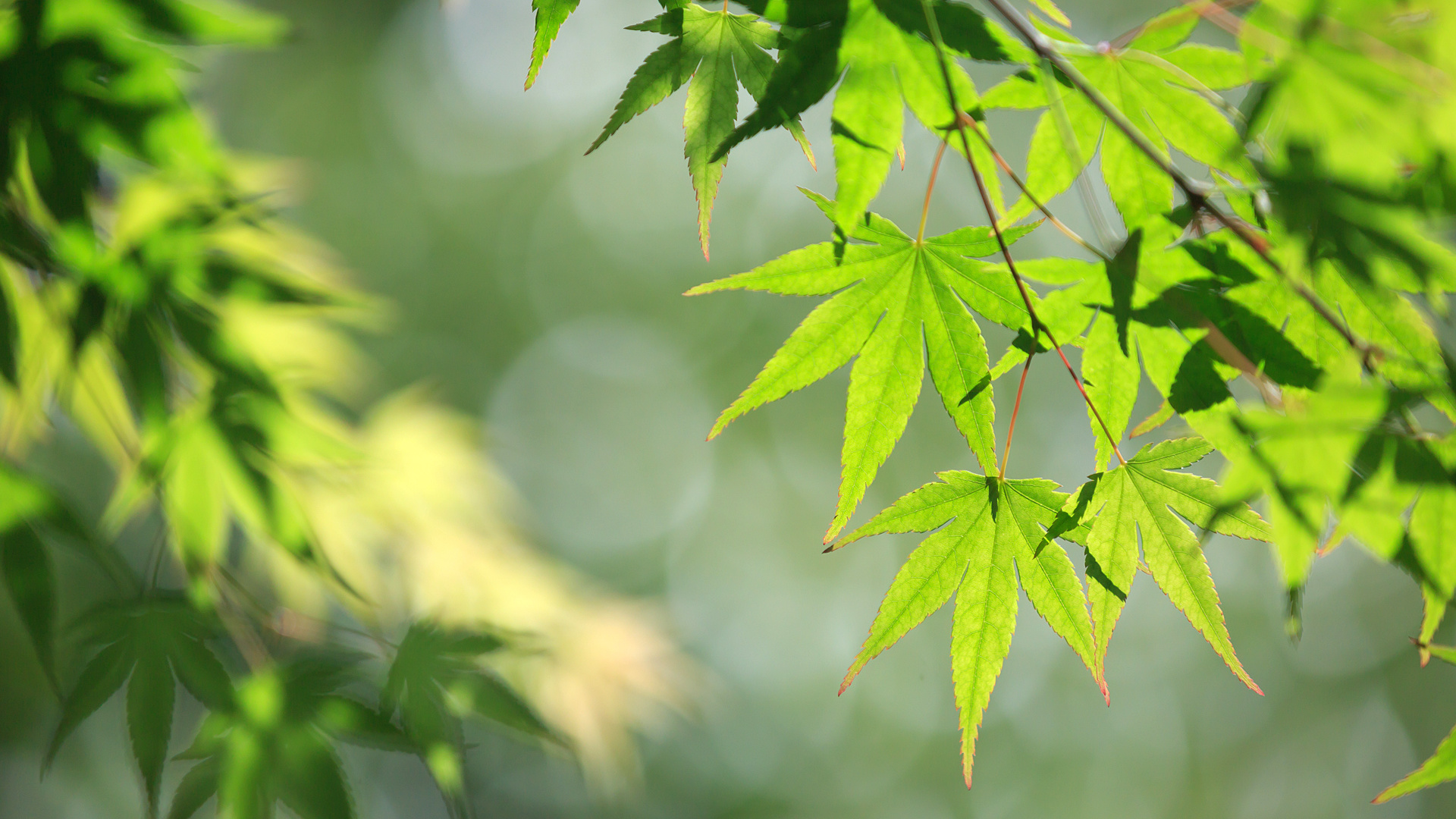 abah的个人主页（背景预览） - 主页背景设置 - 站酷设计师abah原创素材 - 站酷ZCOOL