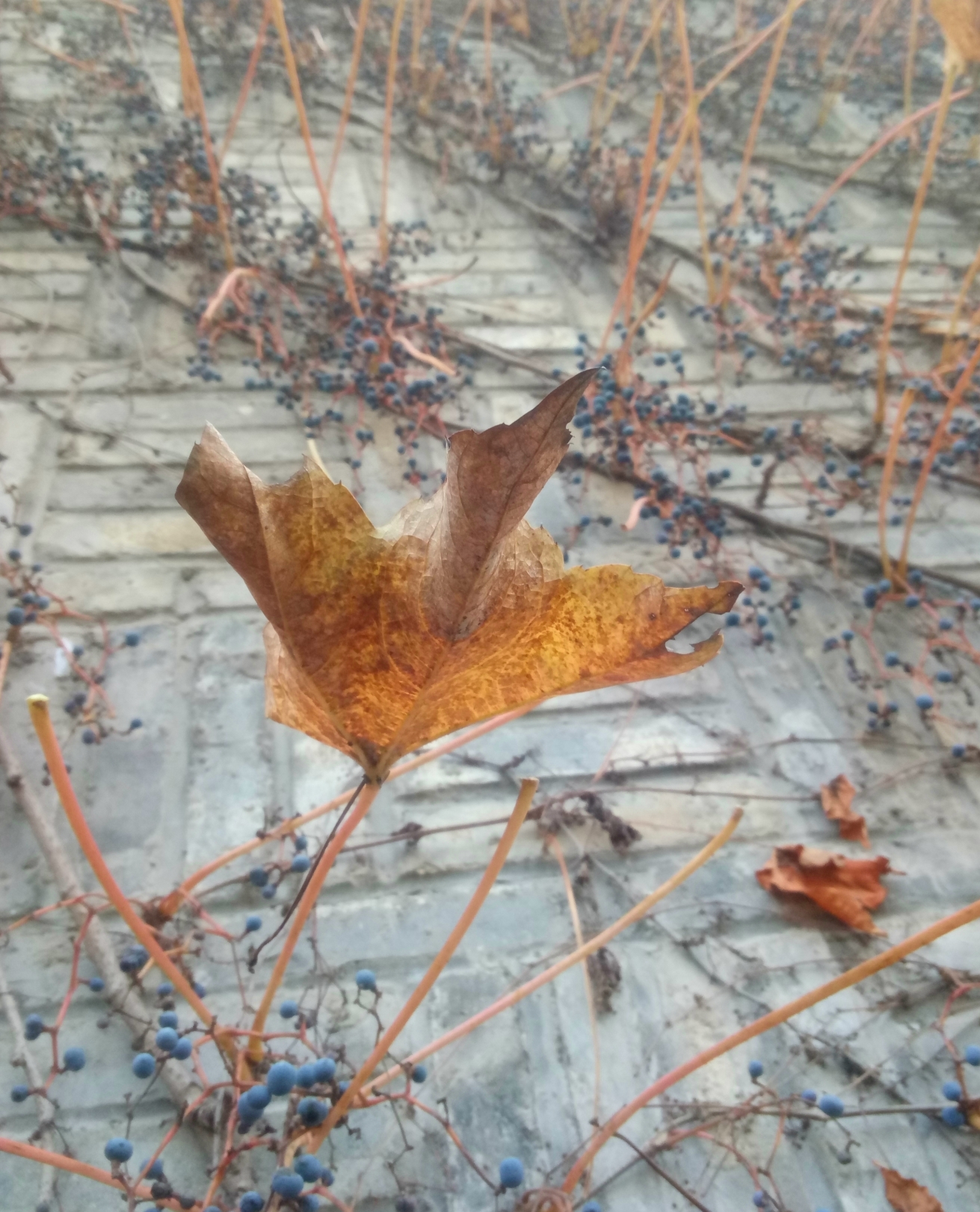 龜龜哈哈的個(gè)人主頁(yè)（背景預(yù)覽） - 主頁(yè)背景設(shè)置 - 站酷設(shè)計(jì)師龜龜哈哈原創(chuàng)素材 - 站酷ZCOOL