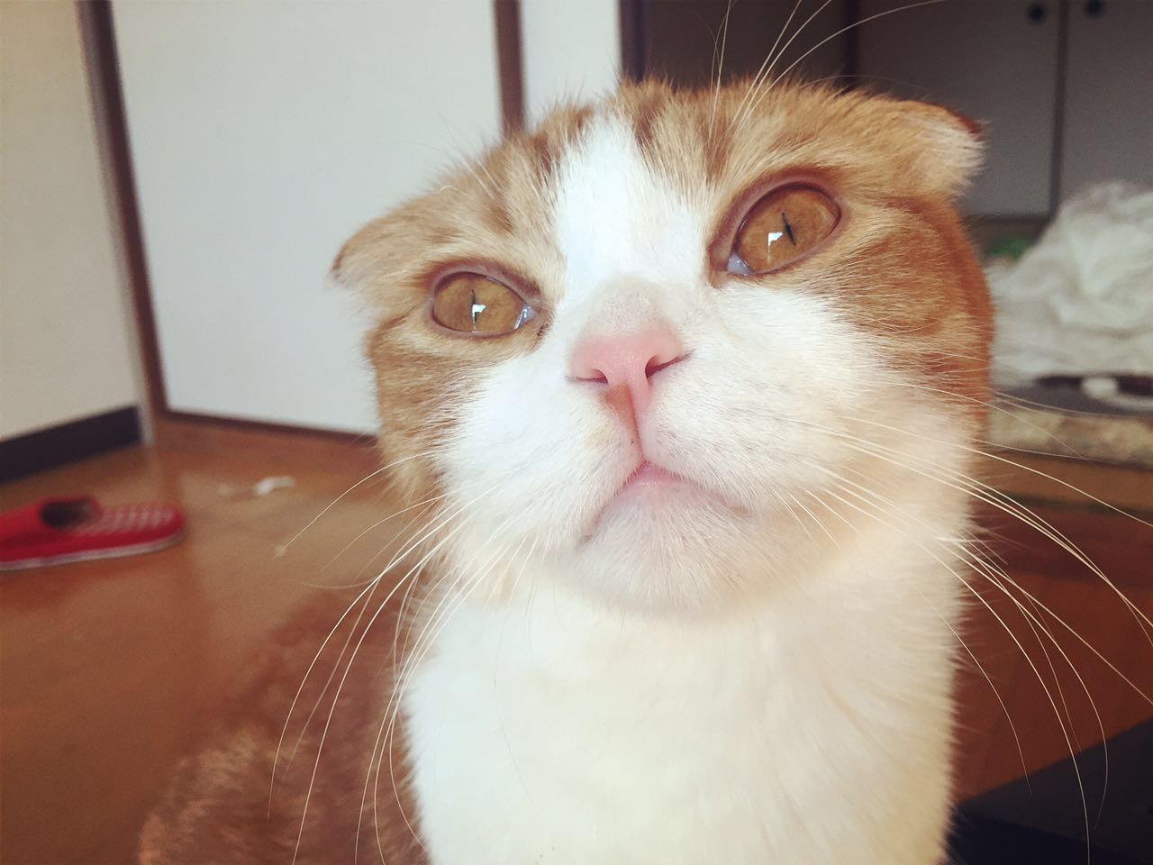 polly吴的个人主页（背景预览） - 主页背景设置 - 站酷设计师polly吴原创素材 - 站酷ZCOOL