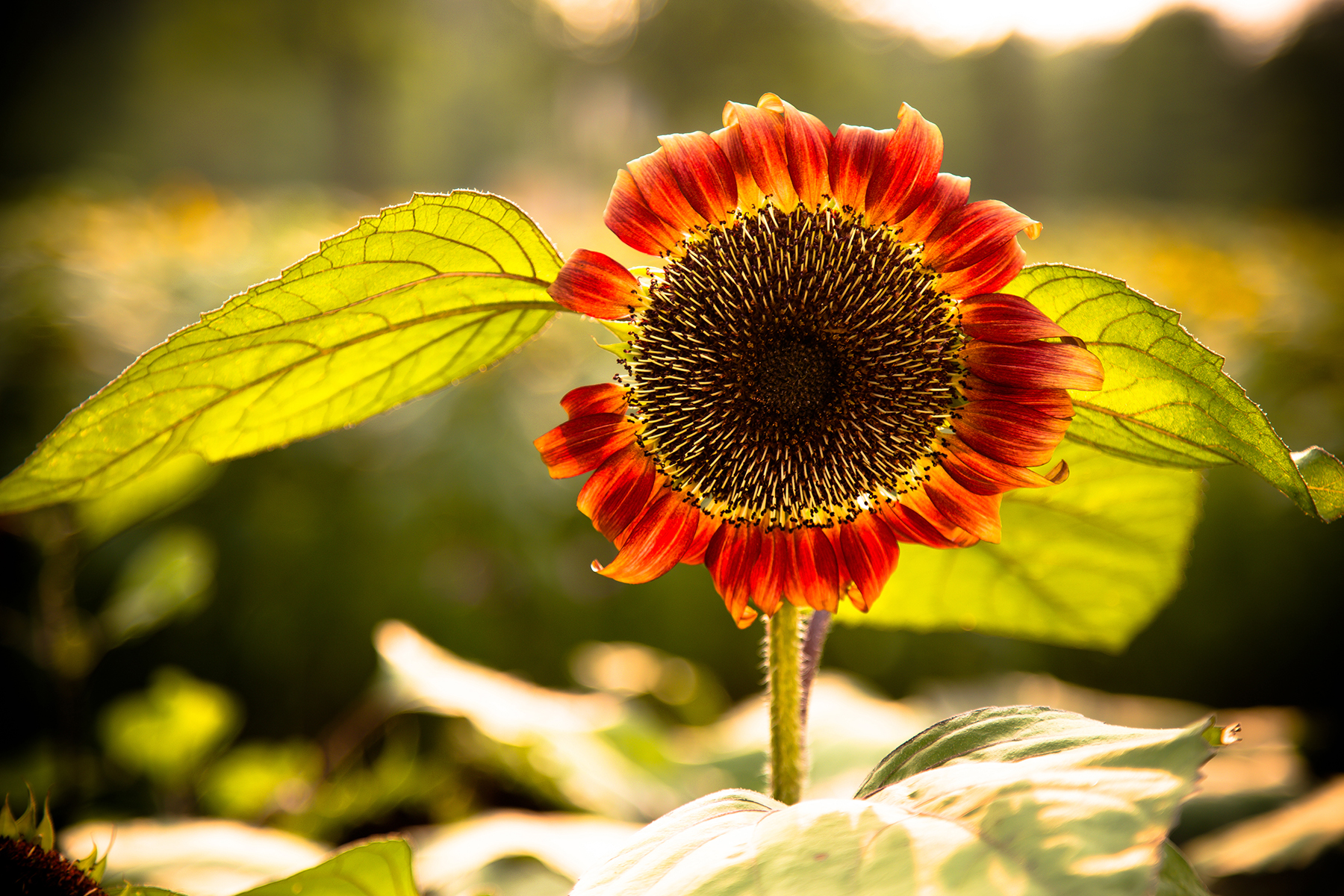 LICHENYI晨的個人主頁（背景預覽） - 主頁背景設(shè)置 - 站酷設(shè)計師LICHENYI晨原創(chuàng)素材 - 站酷ZCOOL