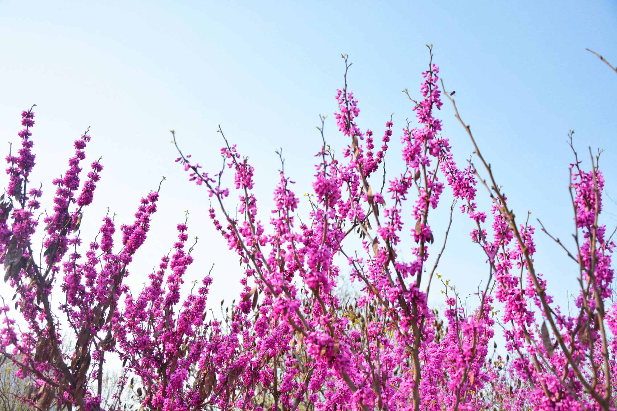 Mayra没拉的个人主页（背景预览） - 主页背景设置 - 站酷设计师Mayra没拉原创素材 - 站酷ZCOOL