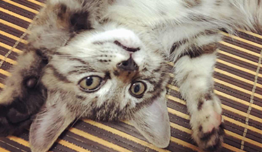 左佑1991的个人主页（背景预览） - 主页背景设置 - 站酷设计师左佑1991原创素材 - 站酷ZCOOL