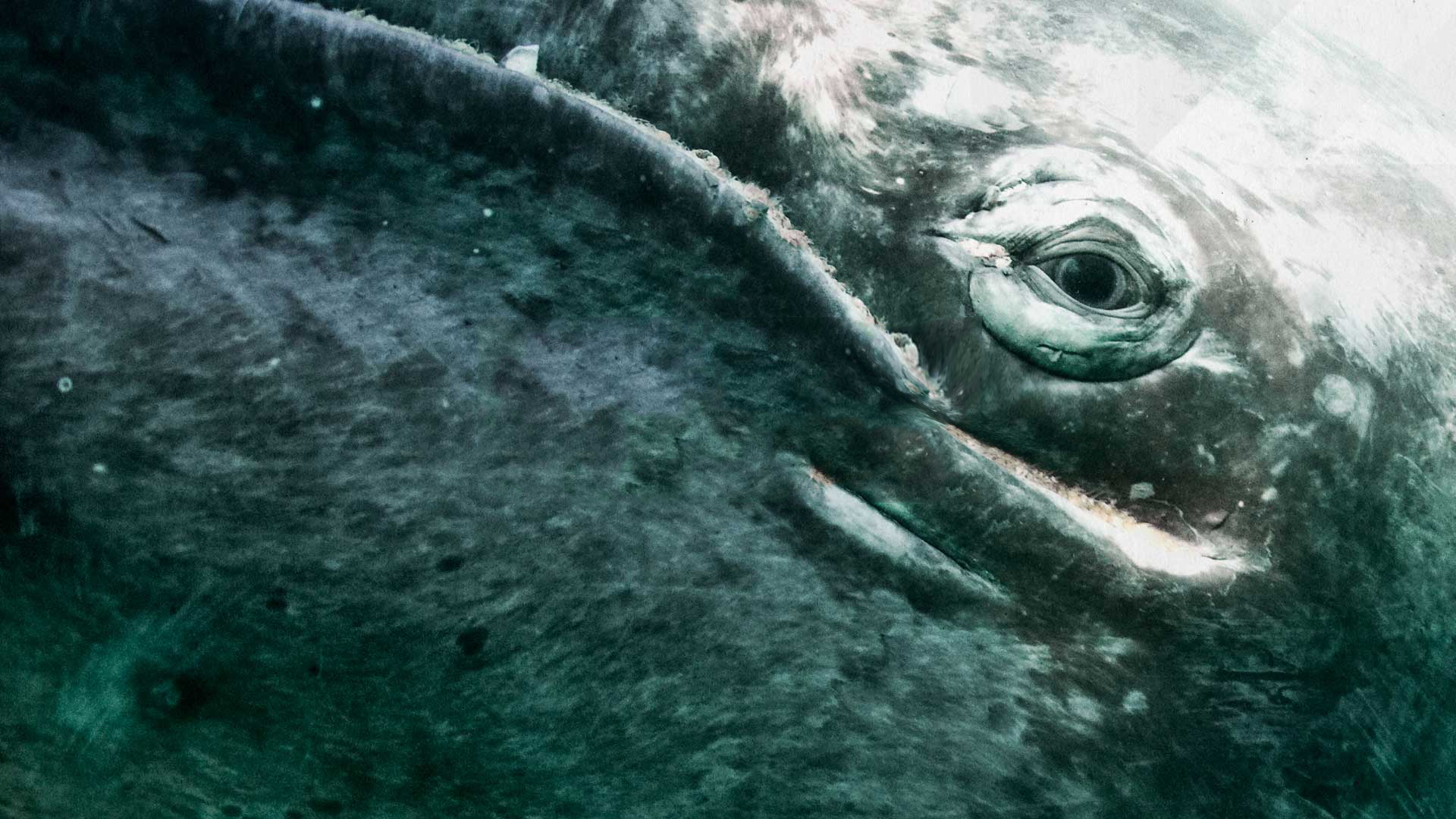 魔蝎東仔的個(gè)人主頁(yè)（背景預(yù)覽） - 主頁(yè)背景設(shè)置 - 站酷設(shè)計(jì)師魔蝎東仔原創(chuàng)素材 - 站酷ZCOOL