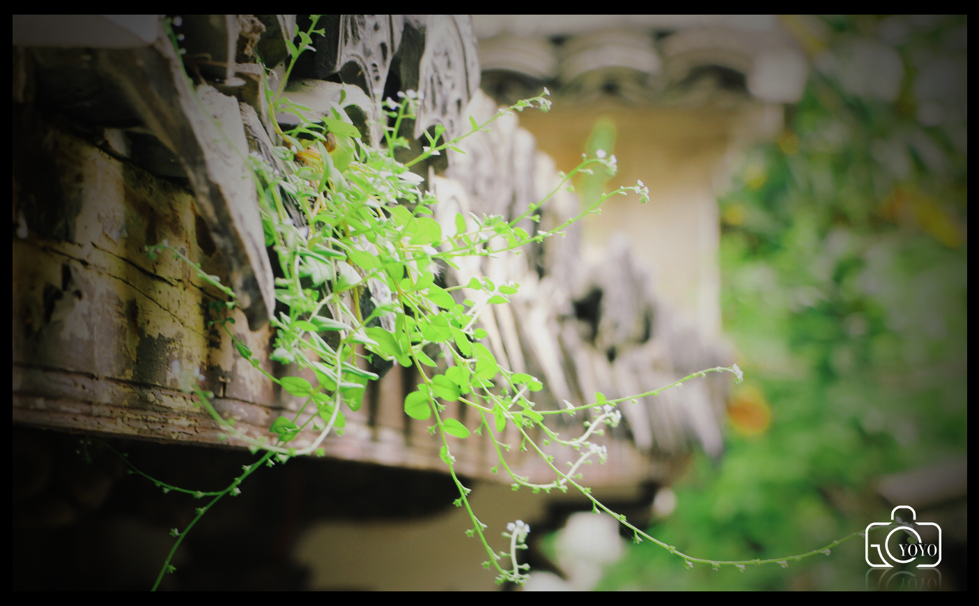 白茶77的个人主页（背景预览） - 主页背景设置 - 站酷设计师白茶77原创素材 - 站酷ZCOOL