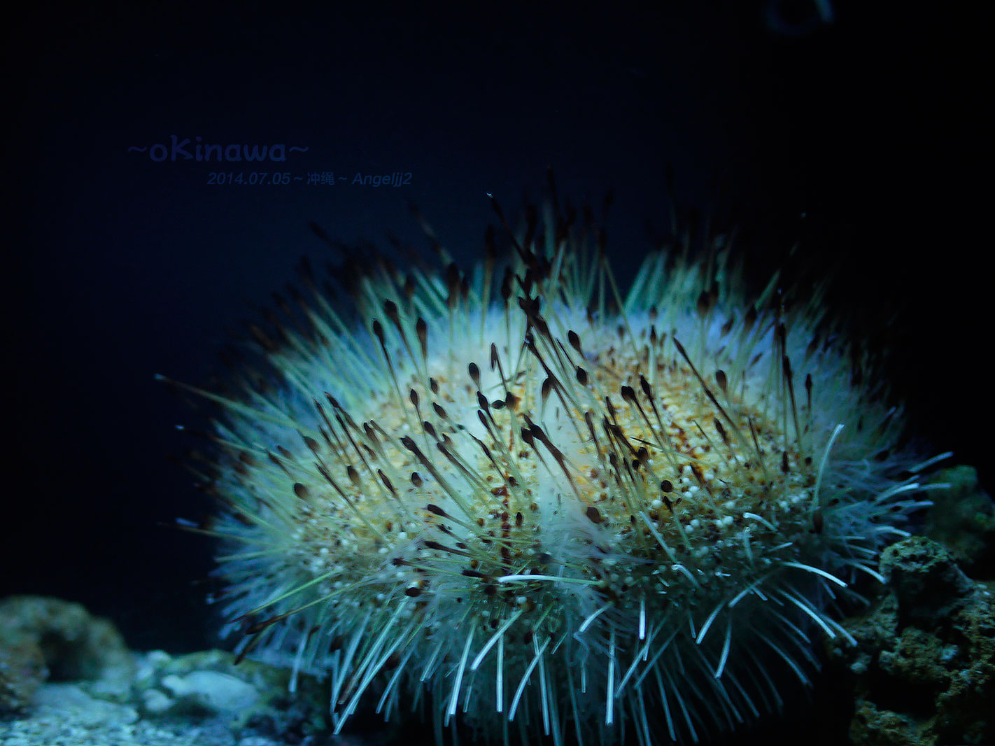 angeljj2的个人主页（背景预览） - 主页背景设置 - 站酷设计师angeljj2原创素材 - 站酷ZCOOL