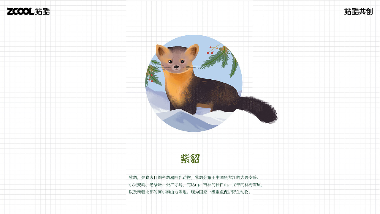 珍稀动物I插画I它们（图ZMzY1MTc3MjIw） - 艺术插画 - 站酷设计师小呱小呱原创素材 - 站酷ZCOOL