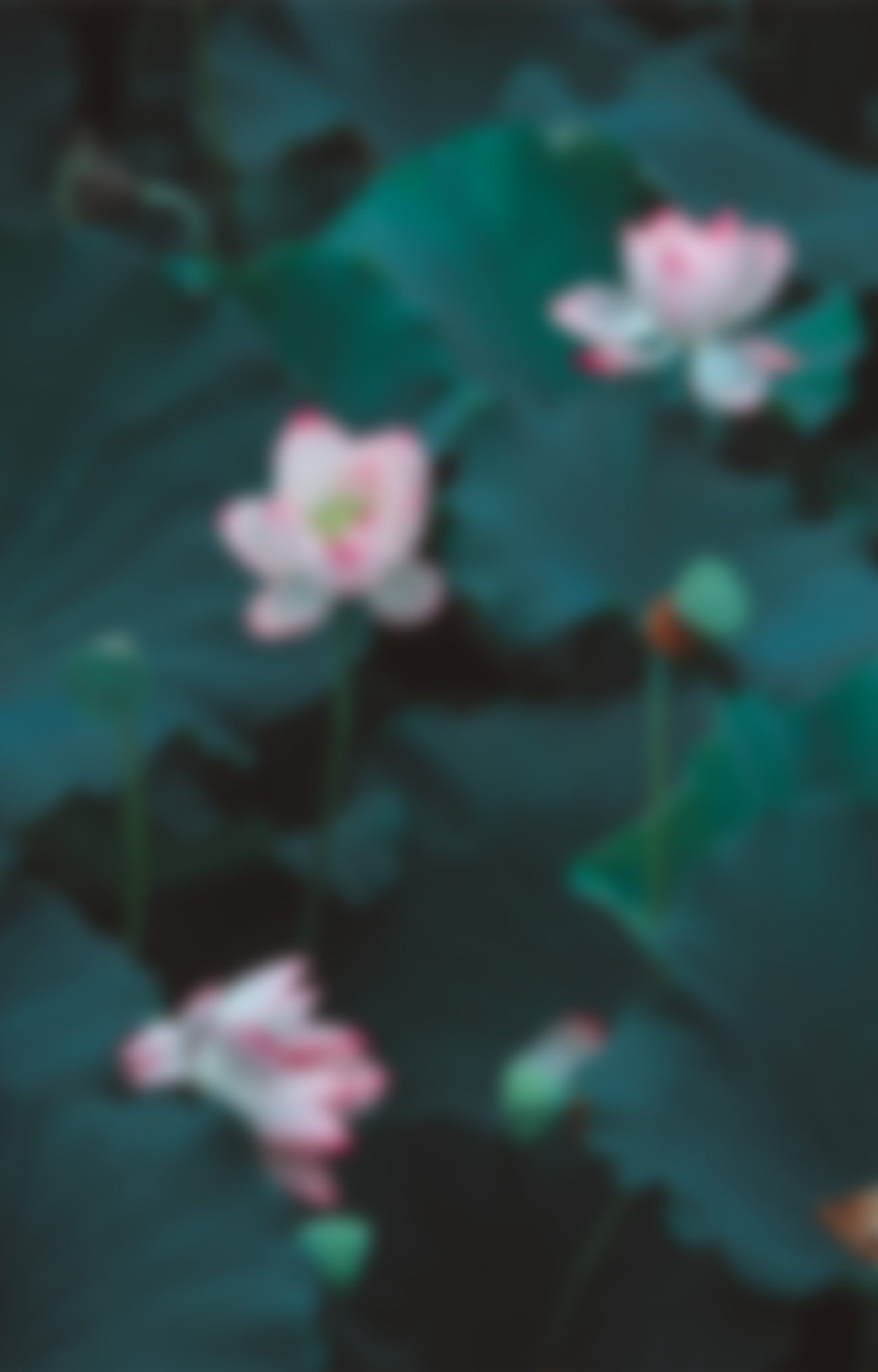 末粒映像的個(gè)人主頁(yè)（背景預(yù)覽） - 主頁(yè)背景設(shè)置 - 站酷設(shè)計(jì)師末粒映像原創(chuàng)素材 - 站酷ZCOOL