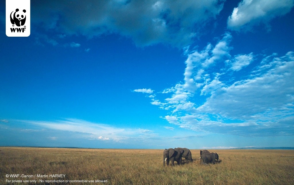 枪枪哥的个人主页（背景预览） - 主页背景设置 - 站酷设计师枪枪哥原创素材 - 站酷ZCOOL