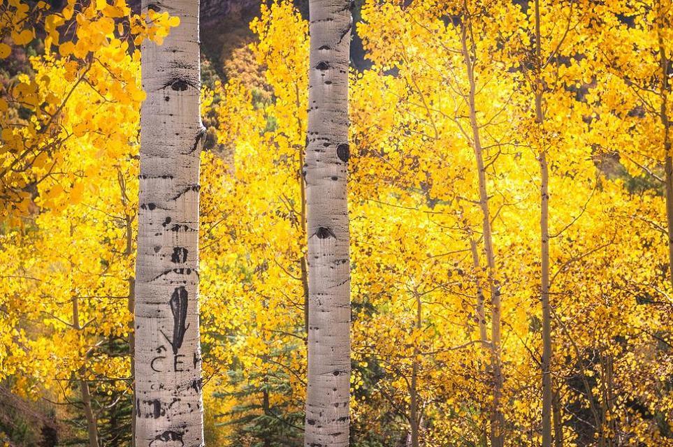 问鱼品牌设计的个人主页（背景预览） - 主页背景设置 - 站酷设计师问鱼品牌设计原创素材 - 站酷ZCOOL