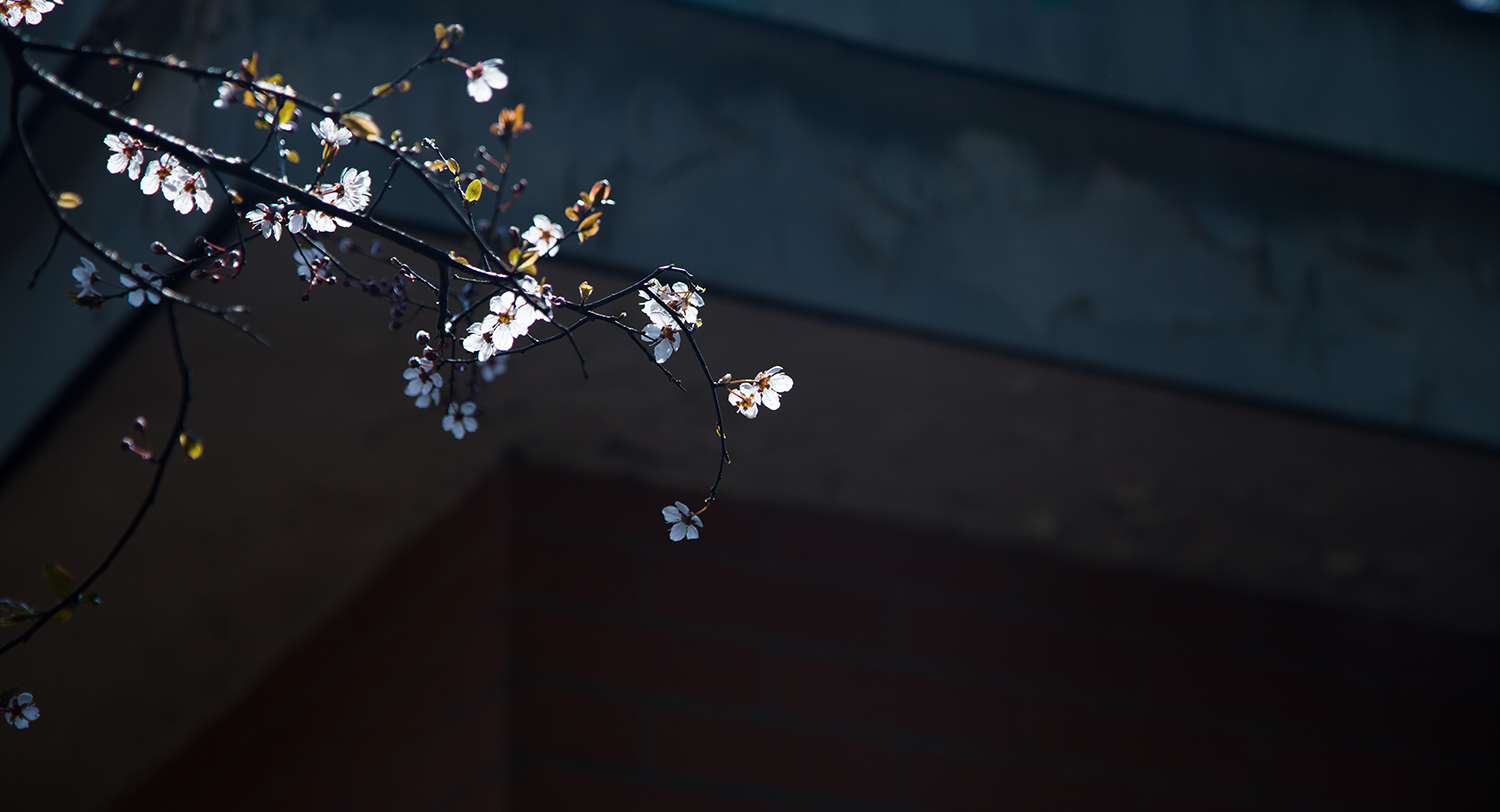 半城印象小九的个人主页（背景预览） - 主页背景设置 - 站酷设计师半城印象小九原创素材 - 站酷ZCOOL