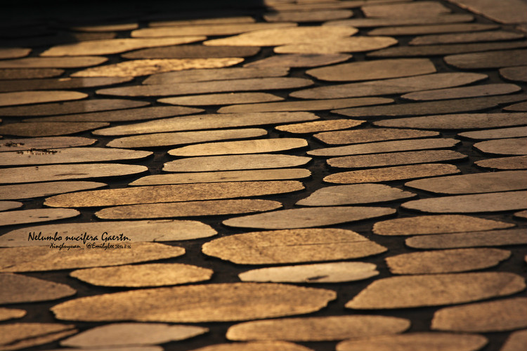 蜀彪的個人主頁（背景預覽） - 主頁背景設置 - 站酷設計師蜀彪原創(chuàng)素材 - 站酷ZCOOL