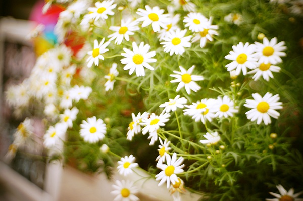 脸儿刘的个人主页（背景预览） - 主页背景设置 - 站酷设计师脸儿刘原创素材 - 站酷ZCOOL