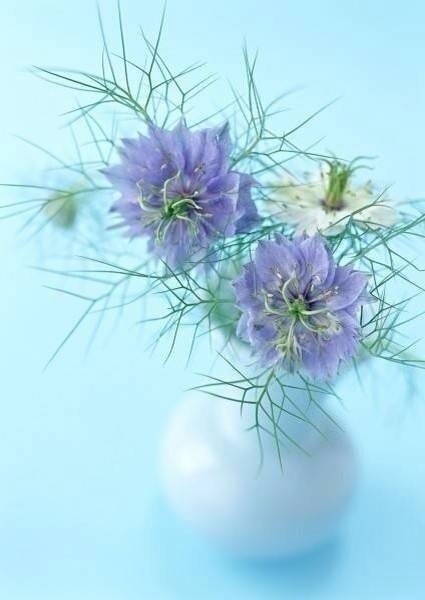 蘑菇点点点的个人主页（背景预览） - 主页背景设置 - 站酷设计师蘑菇点点点原创素材 - 站酷ZCOOL